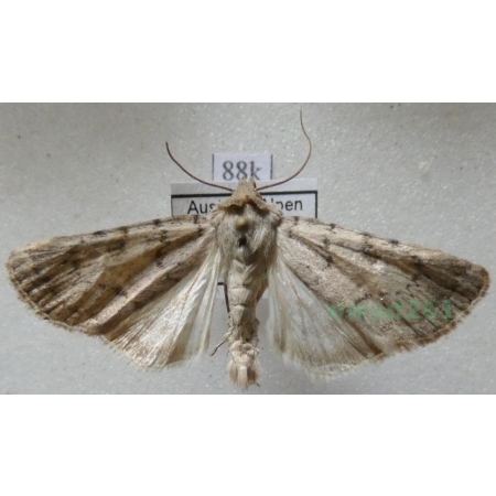Epipsilia grisescens (Fabricius, 1794) Austria88k
